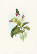 Eucephala caerulea - John Gould — Ansicht des Kunstwerks