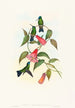 Eucephala smaragdocaerulea - John Gould — Ansicht des Kunstwerks