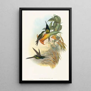 John Gould - Eugenia imperatrix.webp