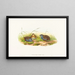 Excalftoria minima - John Gould — gerahmtes Bild an der Wand