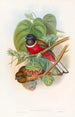 Trogon fascié - John Gould — Ansicht des Kunstwerks