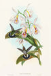 Glaucis fraseri - John Gould — Ansicht des Kunstwerks