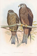 Mailand von Govinda - John Gould — Ansicht des Kunstwerks
