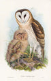 Effraie des herbes - John Gould — Ansicht des Kunstwerks