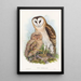 Effraie des herbes - John Gould — gerahmtes Bild an der Wand