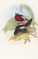 Eurylaime à gros bec - John Gould — Ansicht des Kunstwerks
