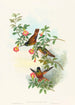 Helianthea eos - John Gould — Ansicht des Kunstwerks