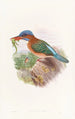 Hombron Martin-Pêcheur Gemälde - John Gould — Ansicht des Kunstwerks