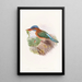 Hombron Martin-Pêcheur Gemälde - John Gould — gerahmtes Bild an der Wand