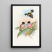 Eurylaime à capuchon - John Gould — gerahmtes Bild an der Wand
