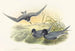 Hydrochelidon nigra - John Gould — Ansicht des Kunstwerks