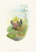 Hylocharis lactea - John Gould — Ansicht des Kunstwerks