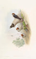 Hirondelle der Klippen indische - John Gould — Ansicht des Kunstwerks