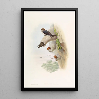 John Gould - Indian CliffSwallow.webp