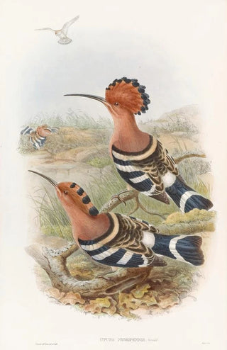 John Gould - Indian Hoopoe.webp