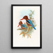 Martin-pêcheur indien - John Gould — gerahmtes Bild an der Wand
