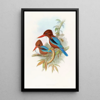 John Gould - Indian Kingfisher.webp