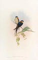 Hirondelle de mosquée indienne - John Gould — Ansicht des Kunstwerks
