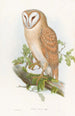 Klein-Eulenkunstdruck - John Gould — Ansicht des Kunstwerks