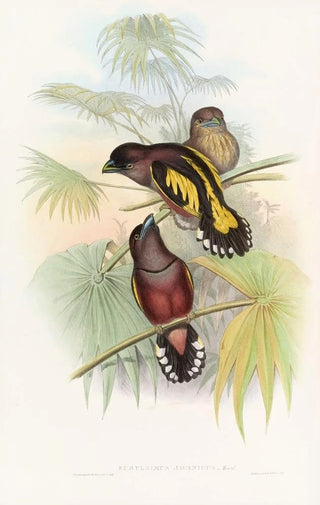 John Gould - Javan Eurylaime.webp