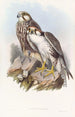 Faucon Jugger - John Gould — Ansicht des Kunstwerks