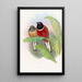 Trogon Kasumba - John Gould — gerahmtes Bild an der Wand