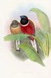 Trogon Kasumba - John Gould — Ansicht des Kunstwerks