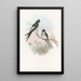 Hirondelle-arbre Klecho - John Gould — gerahmtes Bild an der Wand
