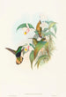 Lafresnaya flavicaudata - John Gould — Ansicht des Kunstwerks
