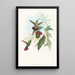 Lampornis prevosti - John Gould — gerahmtes Bild an der Wand