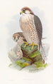 Faucon lanier - John Gould — Ansicht des Kunstwerks