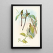 Lesbia Amaryllis - John Gould — gerahmtes Bild an der Wand