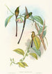 Lesbia Amaryllis - John Gould — Ansicht des Kunstwerks