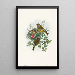 John Gould - Ligurinus chloris.webp