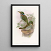 Martin-pêcheur de Lindsay - John Gould — gerahmtes Bild an der Wand