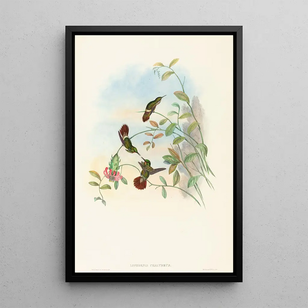 John Gould - Lophornis chalybeus.webp