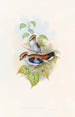 Eurylaime luné - John Gould — Ansicht des Kunstwerks