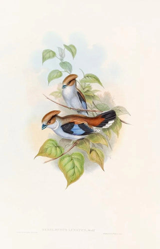 John Gould - Lunated Eurylaime.webp