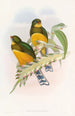 Trogon de Macklot - John Gould — Ansicht des Kunstwerks