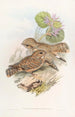 Engoulevent Mahratta - John Gould — Ansicht des Kunstwerks