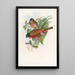 Trogon de Malacca - John Gould — gerahmtes Bild an der Wand