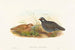 Malacoturnix superciliosus - John Gould — Ansicht des Kunstwerks