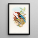 Martin-pêcheur de Manille - John Gould — gerahmtes Bild an der Wand