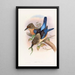 Martin-pêcheur mantelé - John Gould — gerahmtes Bild an der Wand