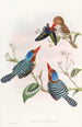 Martin-pêcheur multicolore - John Gould — Ansicht des Kunstwerks
