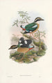 Monographie der Pittidae Pl01 - John Gould — Ansicht des Kunstwerks