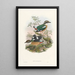 Monographie der Pittidae Pl01 - John Gould — gerahmtes Bild an der Wand