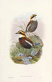 Monographie der Pittidae Pl03 - John Gould — Ansicht des Kunstwerks