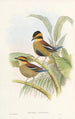 Monographie der Pittidae Pl04 - John Gould — Ansicht des Kunstwerks