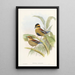 Monographie der Pittidae Pl04 - John Gould — gerahmtes Bild an der Wand